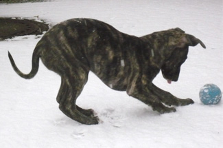 Whippets of mystical wooden house