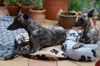 Whippets of mystical wooden house
