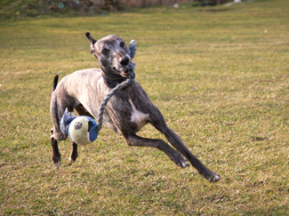 Whippets of mystical wooden house