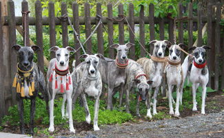 Whippets of mystical wooden house