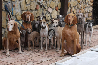 Whippets of mystical wooden house