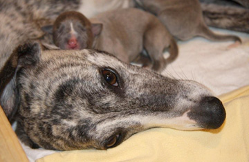 Whippets of mystical wooden house