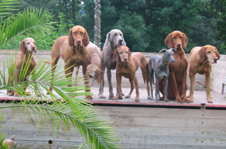 Whippets of mystical wooden house