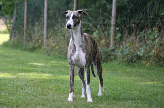 Whippets of mystical wooden house