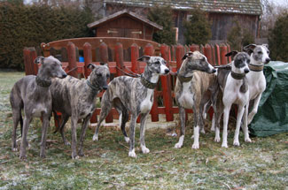 Whippets of mystical wooden house