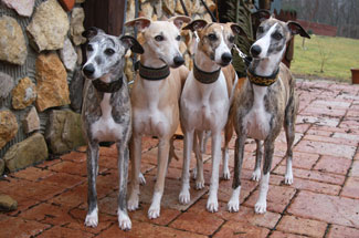 Whippets of mystical wooden house