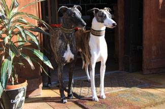 Whippets of mystical wooden house