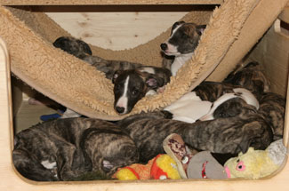 Whippets of mystical wooden house