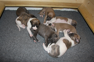 Whippets of mystical wooden house