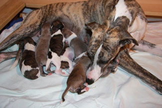 Whippets of mystical wooden house