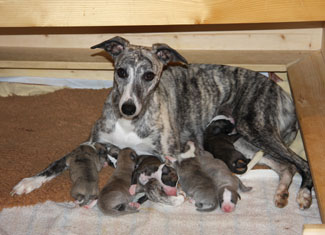 Whippets of mystical wooden house