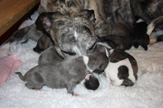 Whippets of mystical wooden house