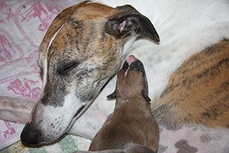 Whippets of mystical wooden house