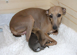 Whippets of mystical wooden house