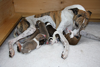 Whippets of mystical wooden house