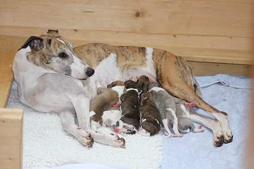 Whippets of mystical wooden house