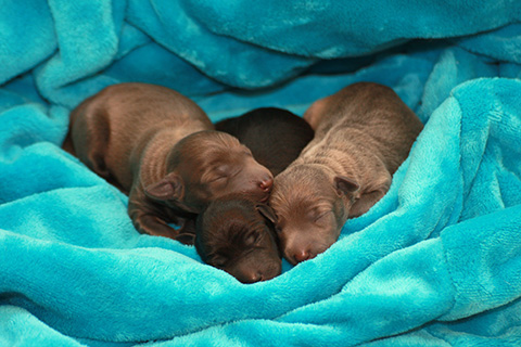 Whippets of mystical wooden house