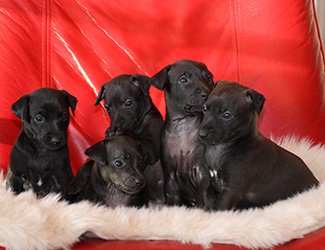 Whippets of mystical wooden house