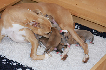 Whippets of mystical wooden house