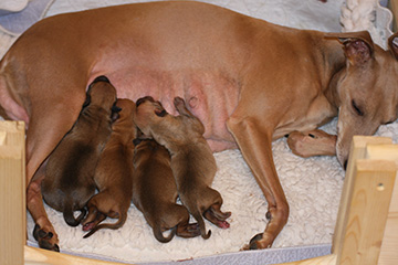 Whippets of mystical wooden house