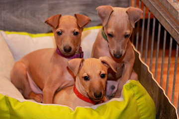 Whippets of mystical wooden house