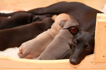Whippets of mystical wooden house