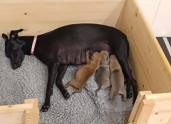 Whippets of mystical wooden house