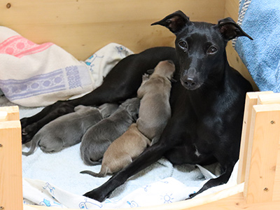 Whippets of mystical wooden house