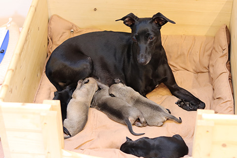 Whippets of mystical wooden house