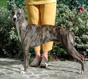 Sacre Mec du Manoir de la Grenouillere // Whippets of mystical wooden house