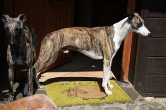 Alfonso of Mystical Wooden House // Whippets of mystical wooden house