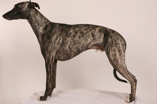 Armani of Mystical Wooden House // Whippets of mystical wooden house