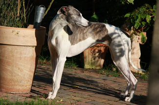 E-mail for you a Legend in Time // Whippets of mystical wooden house