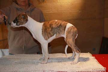 Duchesse of Mystical Wooden House // Whippets of mystical wooden house