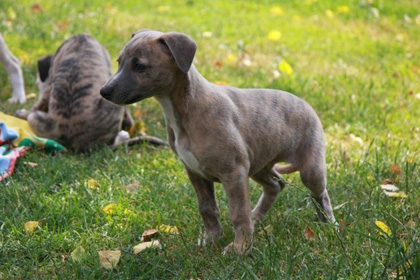 Elsy of Mystical Wooden House // Whippets of mystical wooden house