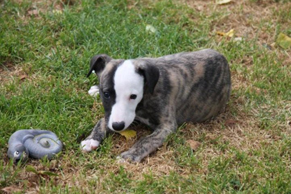 Elvis of Mystical Wooden House // Whippets of mystical wooden house