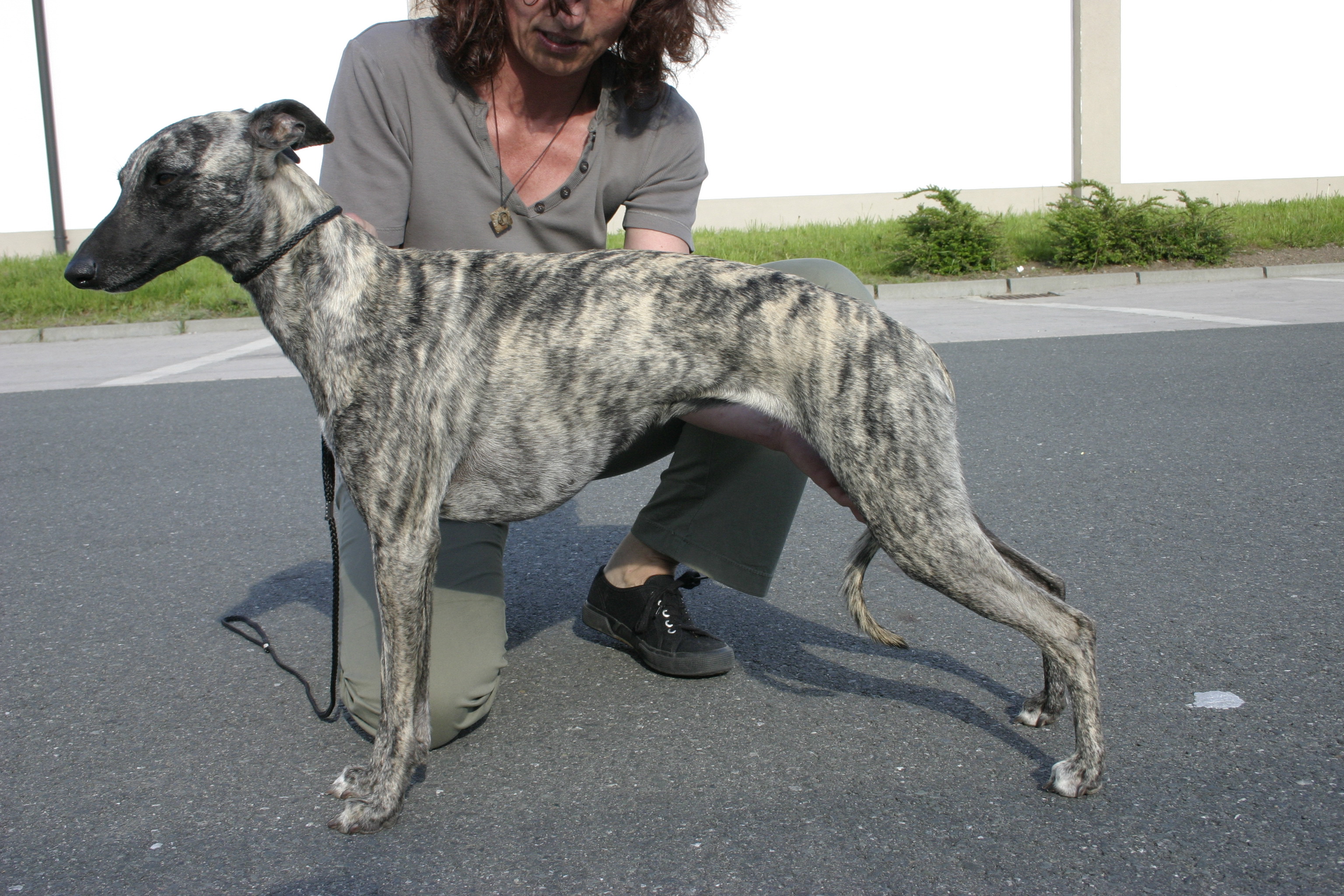 Anouk of Mystical Wooden House // Whippets of mystical wooden house