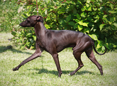 Houdini della Casa Pulcinella // Whippets of mystical wooden house