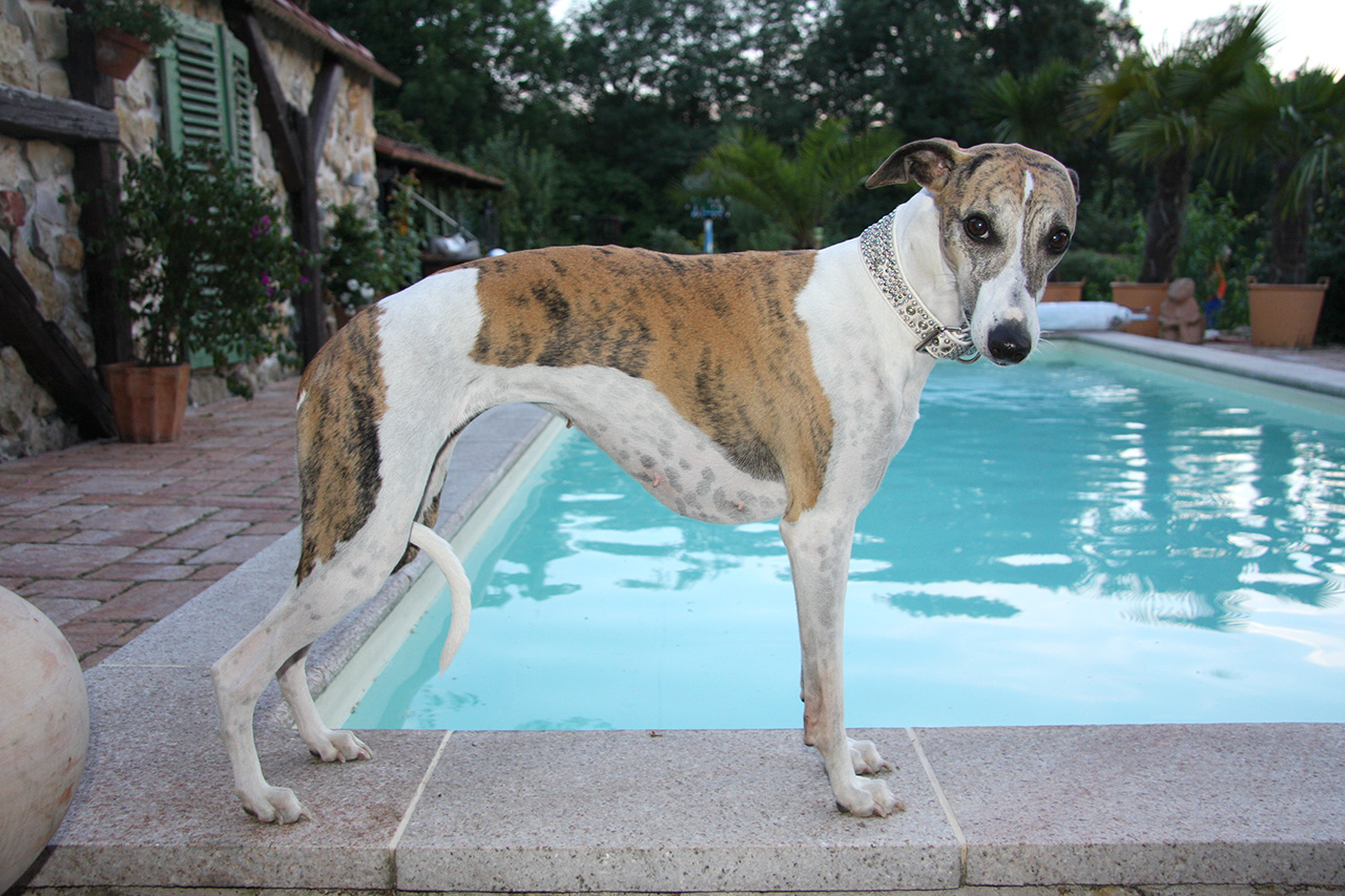 Duchesse of Mystical Wooden House // Whippets of mystical wooden house