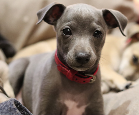  Saphira of Mystical Wooden House // Whippets of mystical wooden house