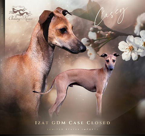 Izat GDM Case Closed // Whippets of mystical wooden house